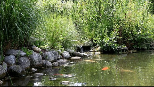 source sur bassin aquatique et carpes ko&iuml;s