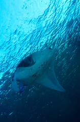 Manta near surface, Gili Lawa, Komodo, Indonesia © Rostislav Ageev