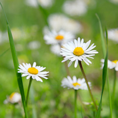 Beautiful daisies