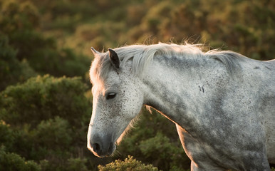 Obraz premium Beautiful close up of New Forest pony horse bathed in fresh daw