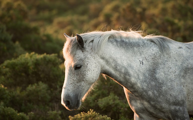 Beautiful close up of New Forest pony horse bathed in fresh daw