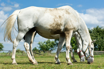 Obraz premium horse