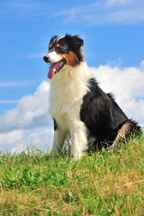 Australian Shepherd