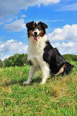Australian Shepherd