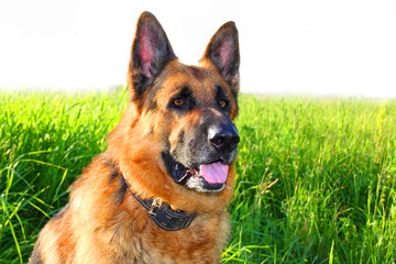 German shepherd