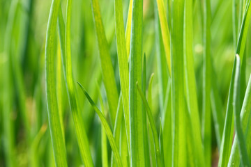 Green background