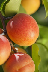 Abricots