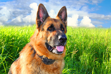 German shepherd