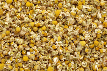 chamomile tea herb plant