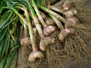 garlic crop
