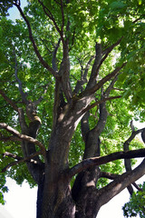 Fototapeta premium Maple tree