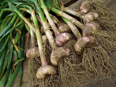garlic crop