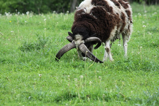 Sheep 4 Horns (Jacob)