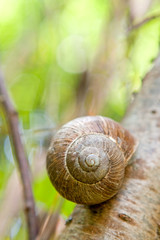 Snail on a branch