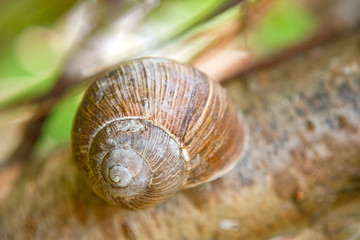 Snail on a branch