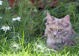 beautiful kitten in the garden with flowers