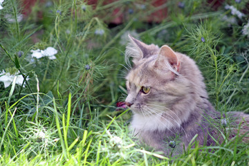Naklejka na ściany i meble kitten in the garden
