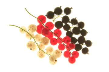 Johannisbeeren