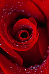 Red rose close-up in water drops
