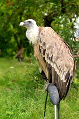 condor