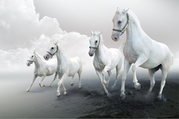 Four white horses