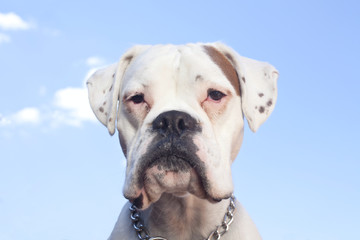 white boxer dog