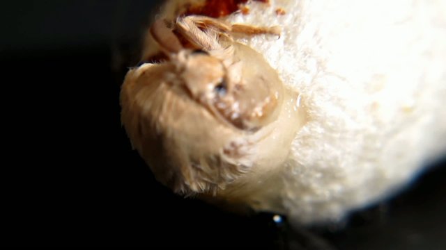 silkworm butterfly emerging from a cocoon  on black background