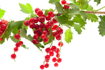 red currants