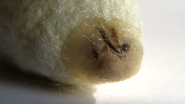 silkworm butterfly emerging from a white cocoon