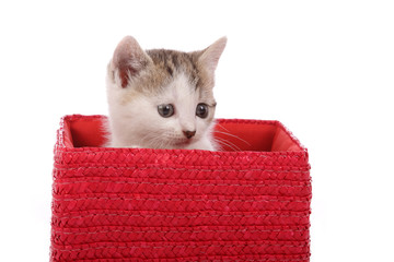 chaton dans boîte en osier rouge