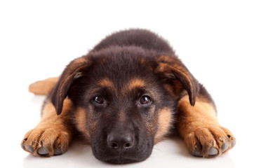 German Shepherd dog - 33413522