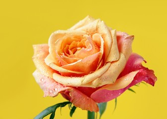 pretty rose agains yellow background