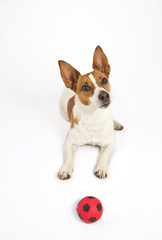 Jack Russell terrier wants to play ball