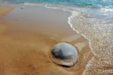 Jellyfish on a Beach