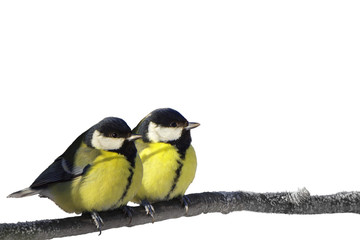 Pair of Great Tit birds isolated on white