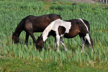 Couple of horses on the field