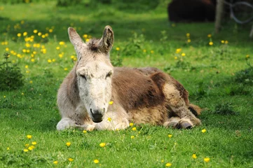 Fototapeten Esel Sleepy donkey  © unicornamira