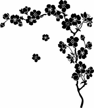 Blooming cherry Sakura branch in ink