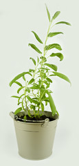 Fototapeta na wymiar Salvia in a pot