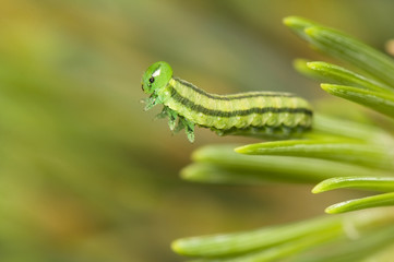 Gilpinia virens