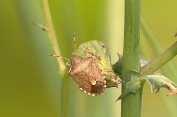 Holcostethus strictus