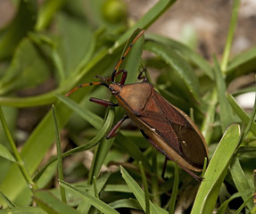 Macro of ugly bug on green grass brown