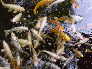 Koikarpfen, Koi, Teich, Fisch, Goldfisch, Japan, Feng-Shui