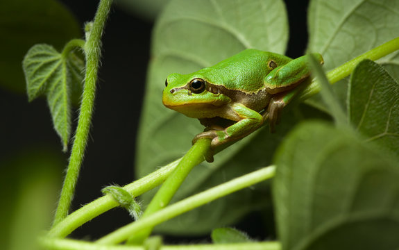 European tree frog sitting on leaf