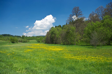 Green meadow with yellow flowers