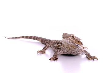 Reptilie Bartagame frontal