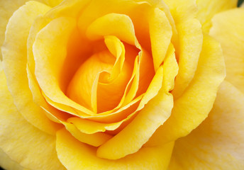 Macro yellow Rose