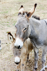 Obraz na płótnie Canvas donkeys, Navarre, Spain