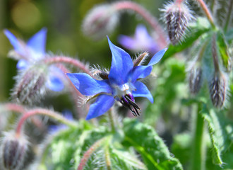 Borretsch (Borago officinalis)