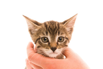 Adorable young cat in woman's hand